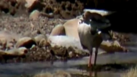 goose