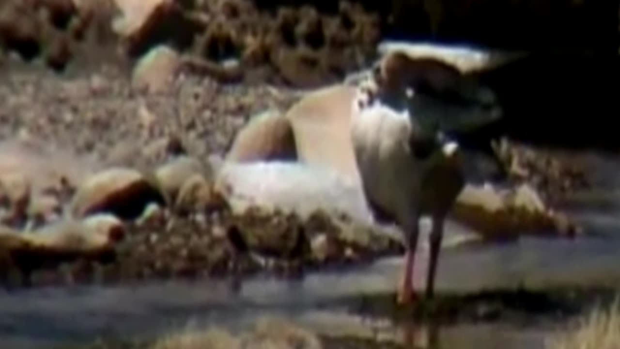goose