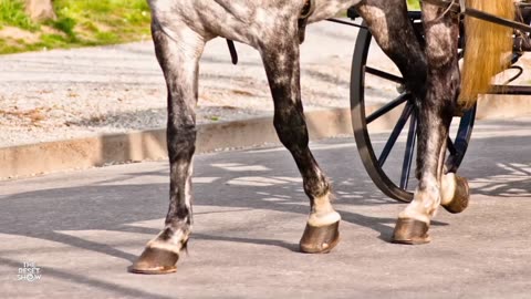 Horse Power | Clip 17 Trailer