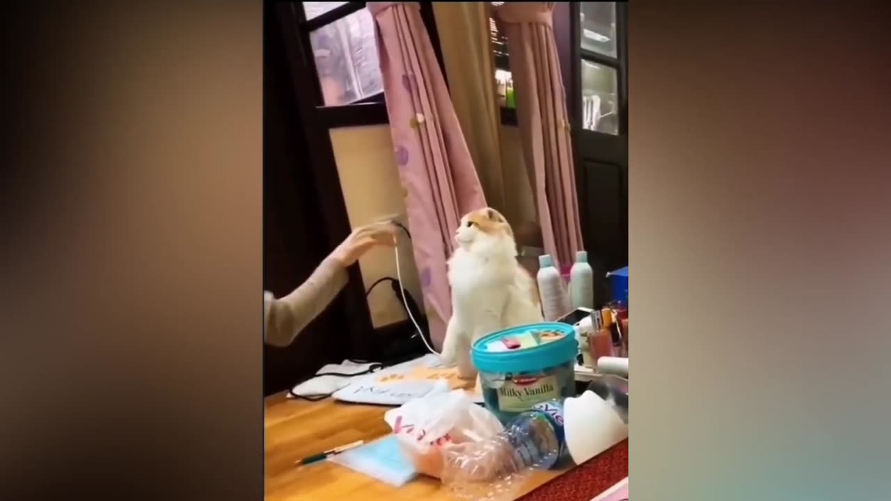 Meao Meao