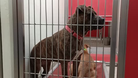 Loyas-on bed, easygoing 2y A850532 Coco 2y A861395 kennel 167 PACC shelter_20250528_837