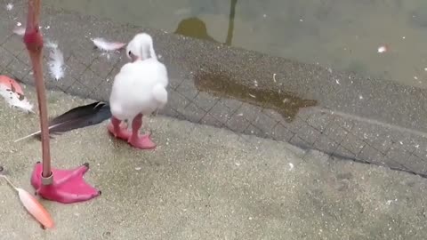Trial and error in the pink world: little flamingo discovers the secret of unipodal balance
