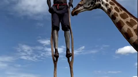 Stick Walking man treat Giraffe
