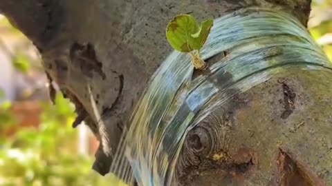 🤯✨ The Amazing Tree Grafting Technique You Must See! | FeedMyCuriosity