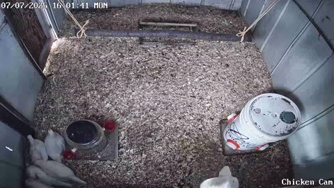 Millar Time Chicken Cam