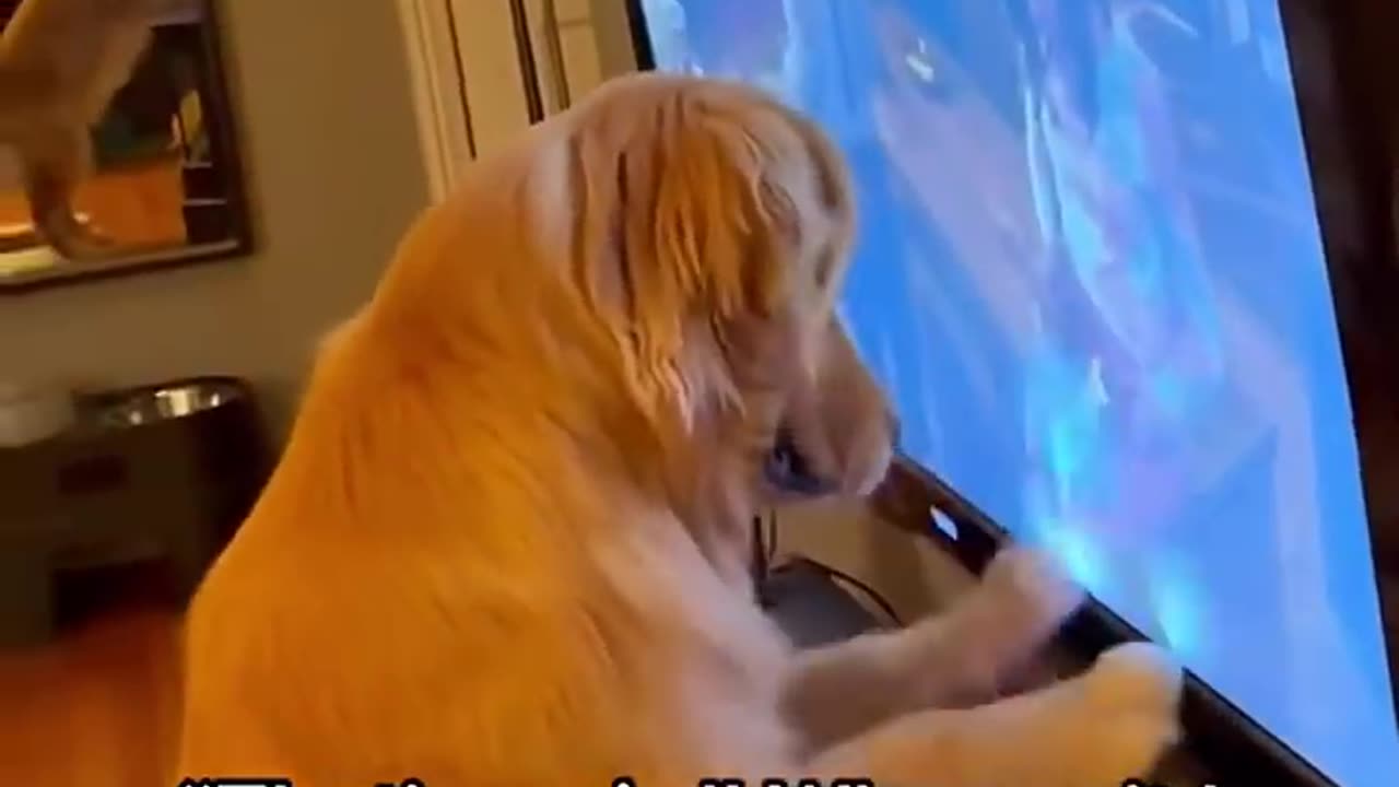 Dogs being idiots 13