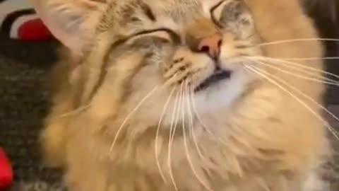 dress up a cat to be beautiful and cute, with its own fur.