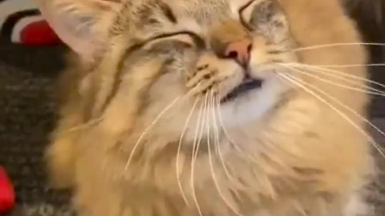 dress up a cat to be beautiful and cute, with its own fur.