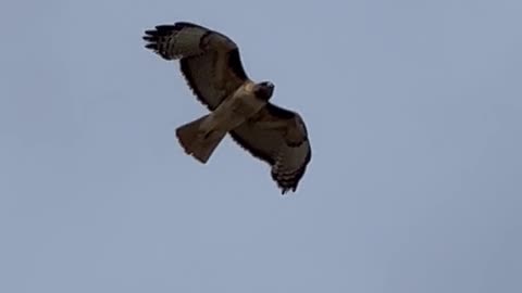 Nature and Animals