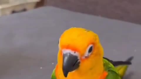 parrot