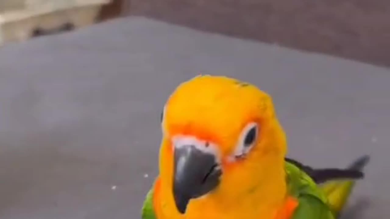 parrot