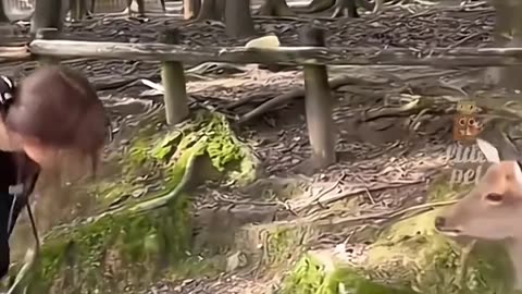 Funny animals