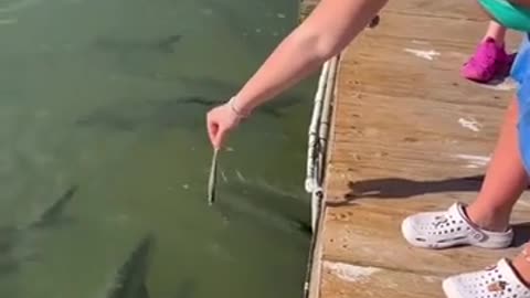 🐠 Feeding the Fish Goes Hilariously Wrong! | FunFM