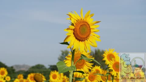 Weekly Energy Vibes for April 14 - 20, 2025