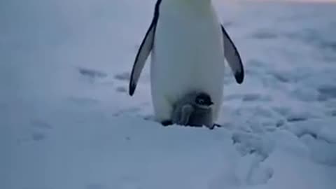 Penguin Mom's Steadfast Love! ❄️❤️