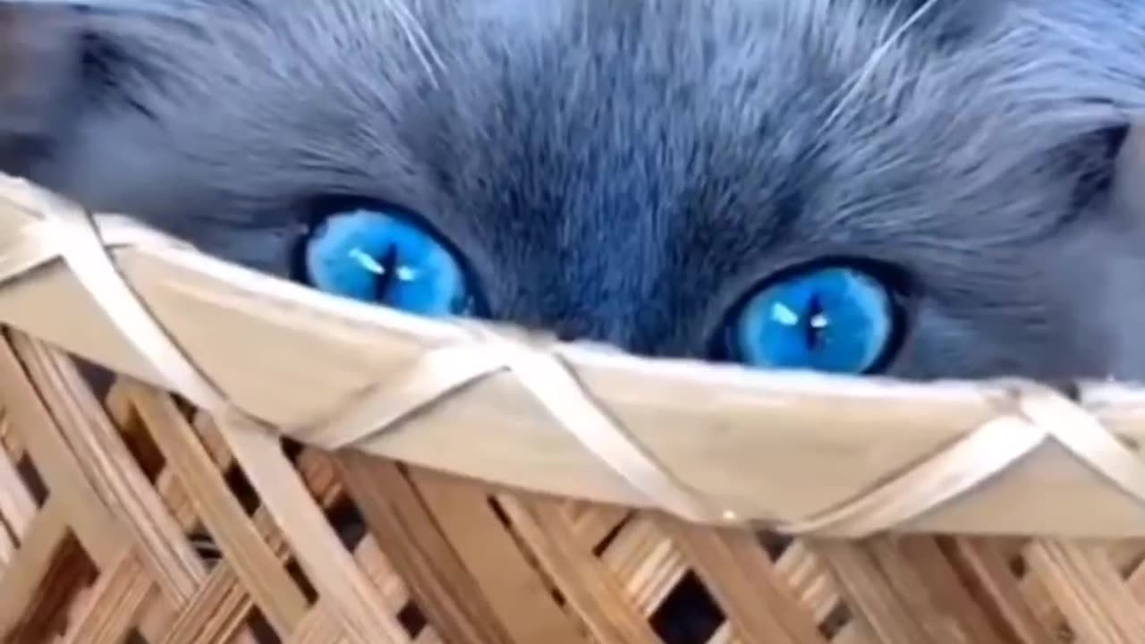 🐾 Pets Doing the Unexpected! 🦴 Viral Laughs!