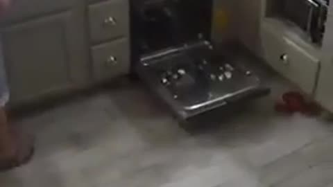 😂🐶 Dog helps with the dishes! | FunFM