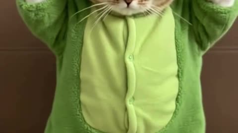 Frog Cat Kitten Mittens #cat #dancingcat #petdance #dancingpets #catdancer #dance #funny #frog