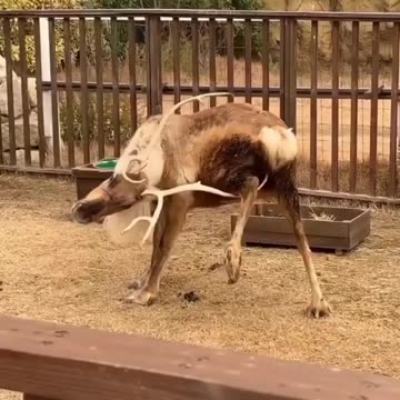 Scratching hard to reach areas