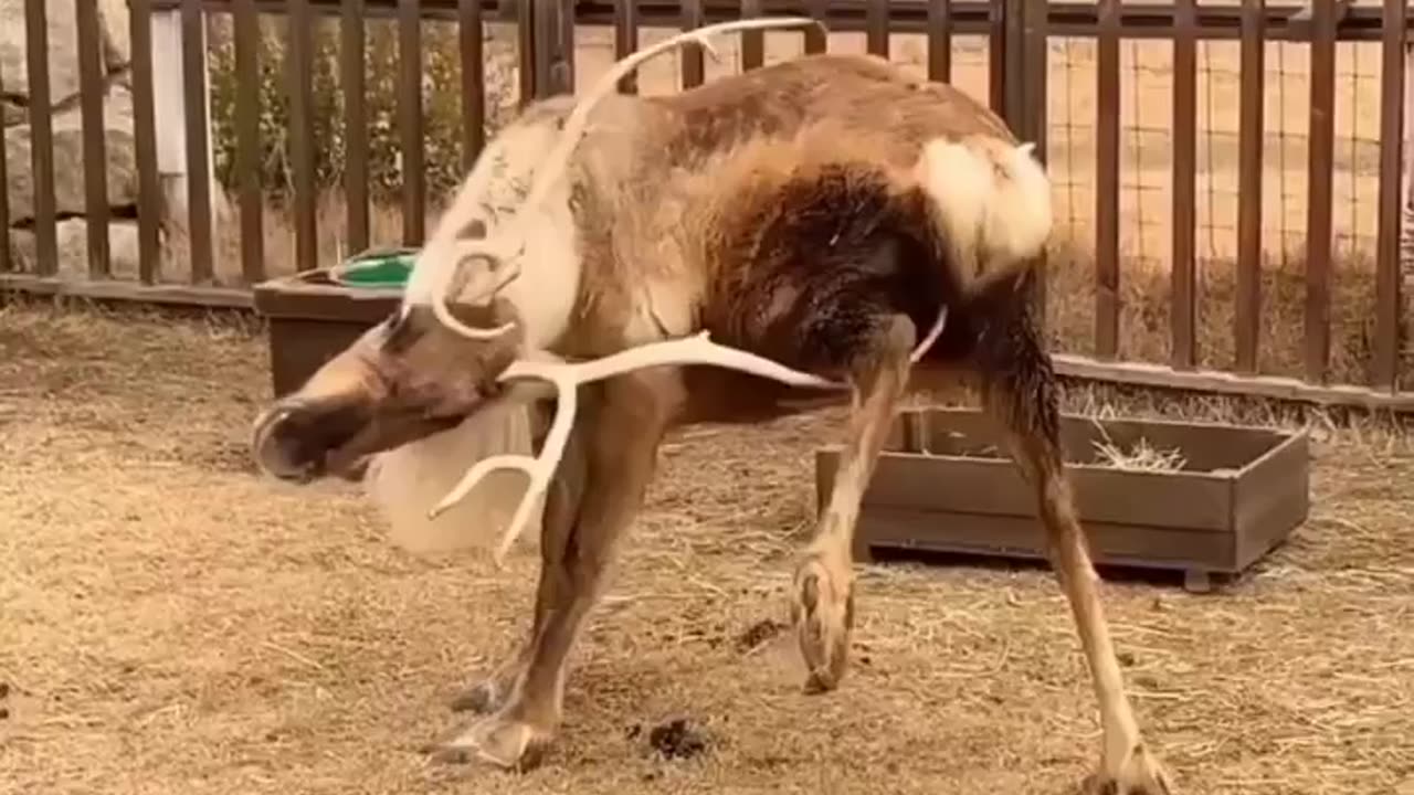 Scratching hard to reach areas