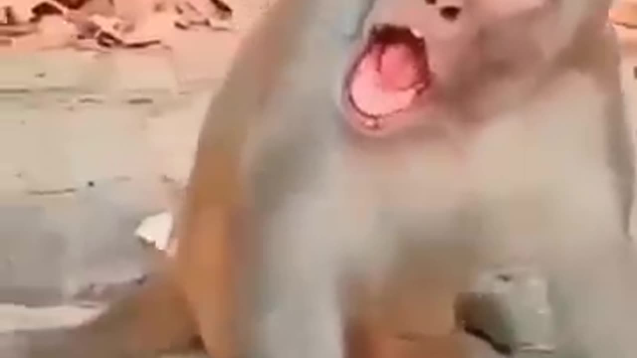 funny goat 🐐