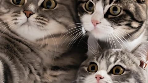 The Great Cat Selfie Disaster