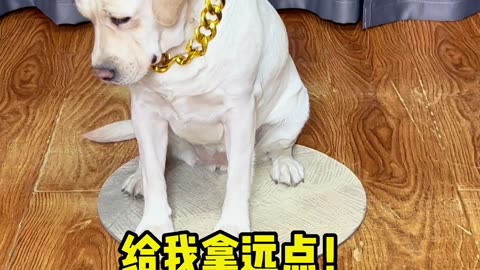 我的狗生我做主 My dog, my decision