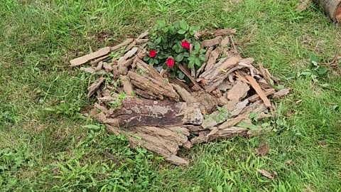 Deploying a Drift Rose into Brimstone Clay in less than 15 Minutes