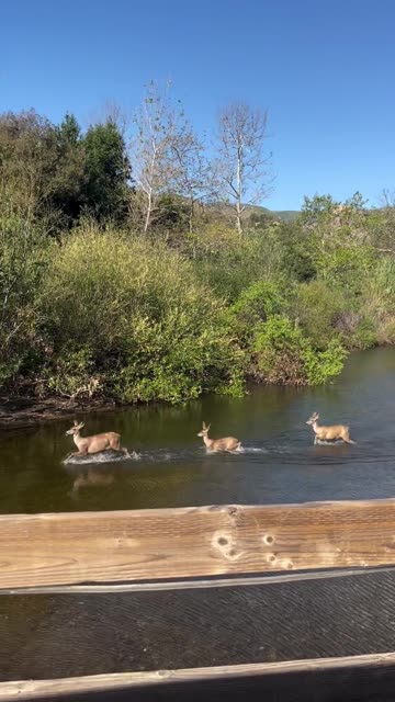Deer Casually Prancing Through A Creek