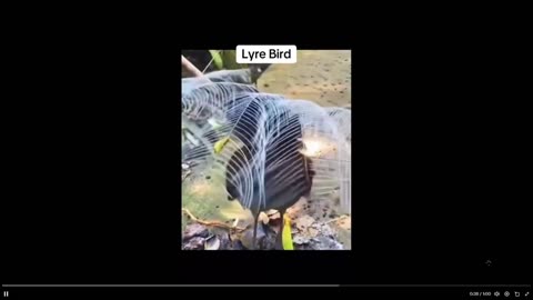 Quick Smile: I think these are the Coolest bird sounds in the world says creator