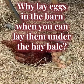 Why lay eggs in the barn when you can lay them under the hay bale?