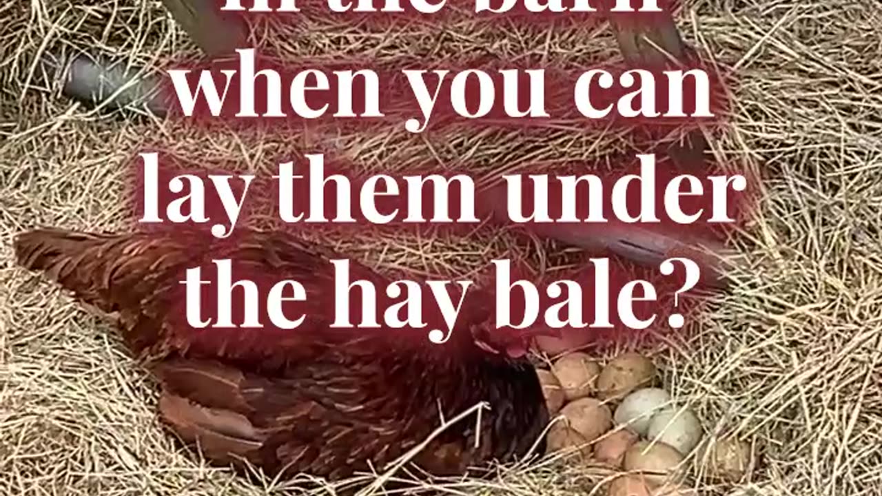 Why lay eggs in the barn when you can lay them under the hay bale?