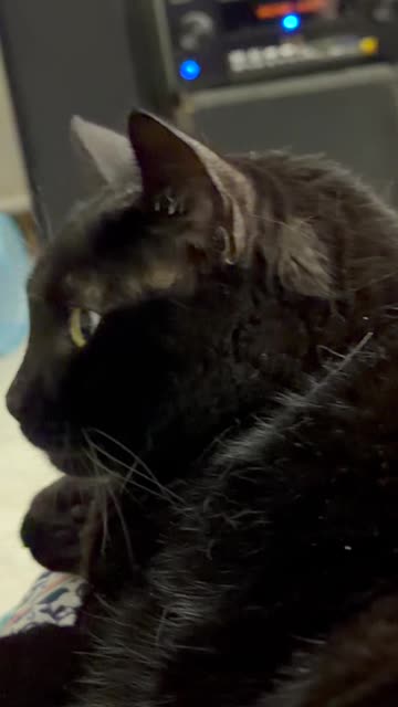 Cute Precious Piper Does Very Sweet Things - My Adopted Shelter Cat Vlog #shorts