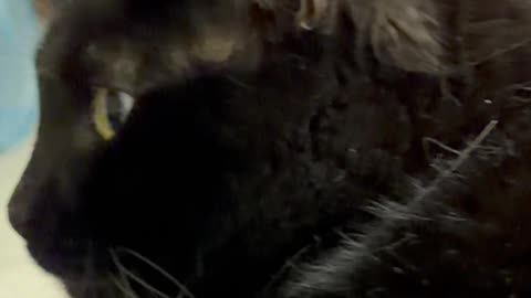 Cute Precious Piper Does Very Sweet Things - My Adopted Shelter Cat Vlog #shorts