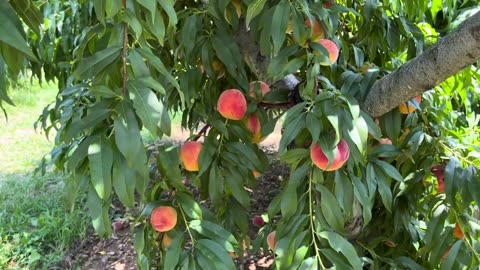Yellow Peaches