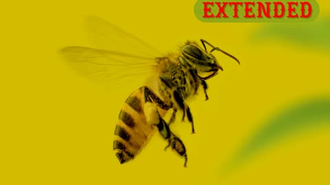 Bee Hum With Me (Extended) - New NFT Pop Dance Song Release!