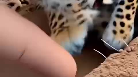 Leopard Stopped the Excavator #shorts