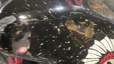 Harley Bug collection