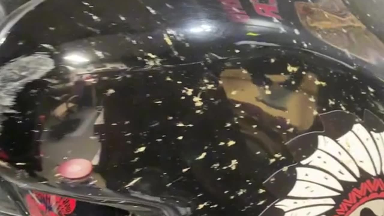 Harley Bug collection