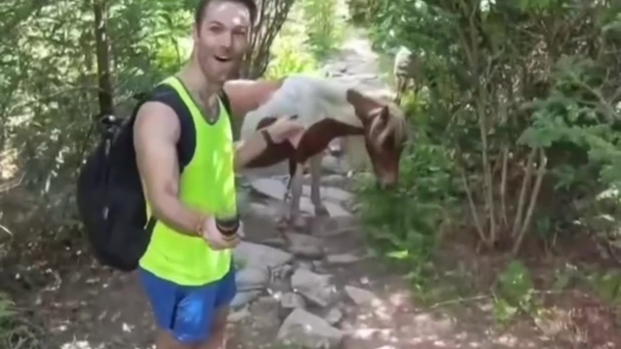 A wild pony hike in Virgina?
