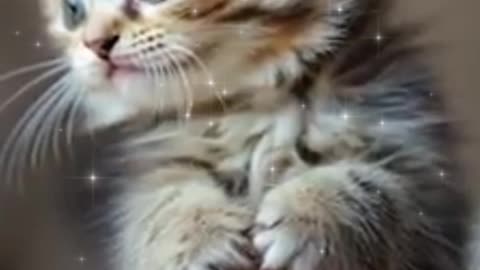 Cute Tiny Baby Cat! 😻 #AdorableKitten #TinyCat