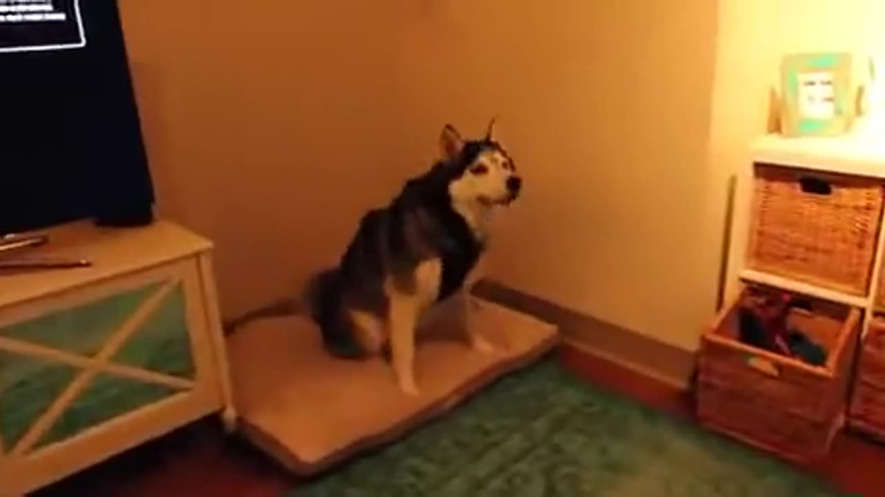 Crazy Sneezing Husky Dog