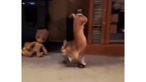 Dogs wearing shoes at first time.