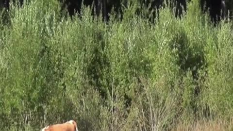 cow