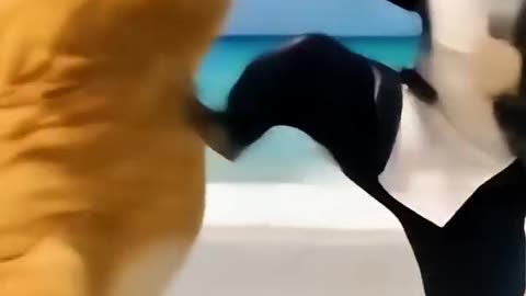 Cat vs shark fight