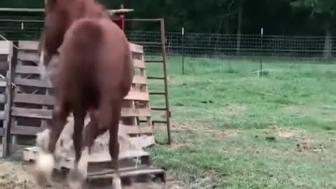 funny video animal