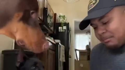 Funny dog moments 6