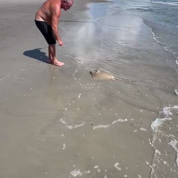 Hooked a Sting Ray in the surf of Cocoa Beach Florida