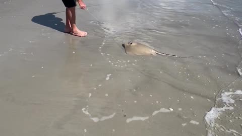 Hooked a Sting Ray in the surf of Cocoa Beach Florida