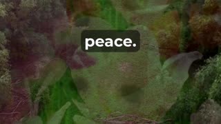 How To Find Peace And Joy Midweek